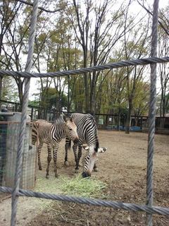 2011-10-18 11.29.48.jpg