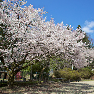 20100421_1553844.jpg